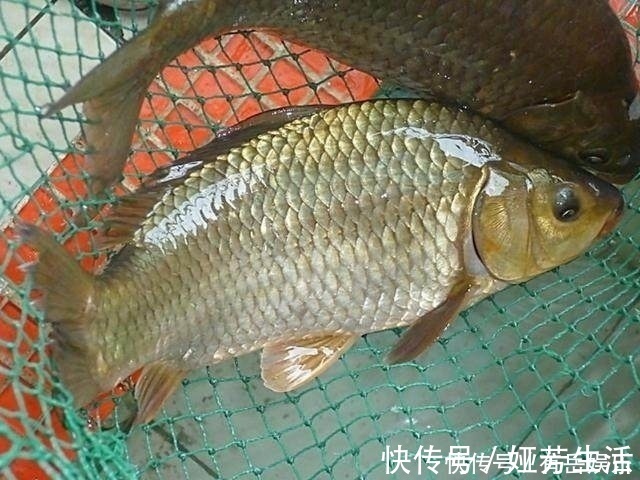鲫鱼|了解鲫鱼吞饵的3个步骤,方可准确提竿,成天爆护而归