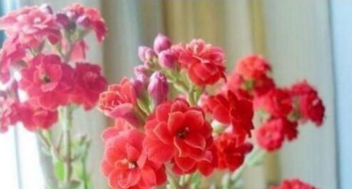 四季|养花就养个花期长的,花大色艳,花姿妖娆,四季繁花似锦