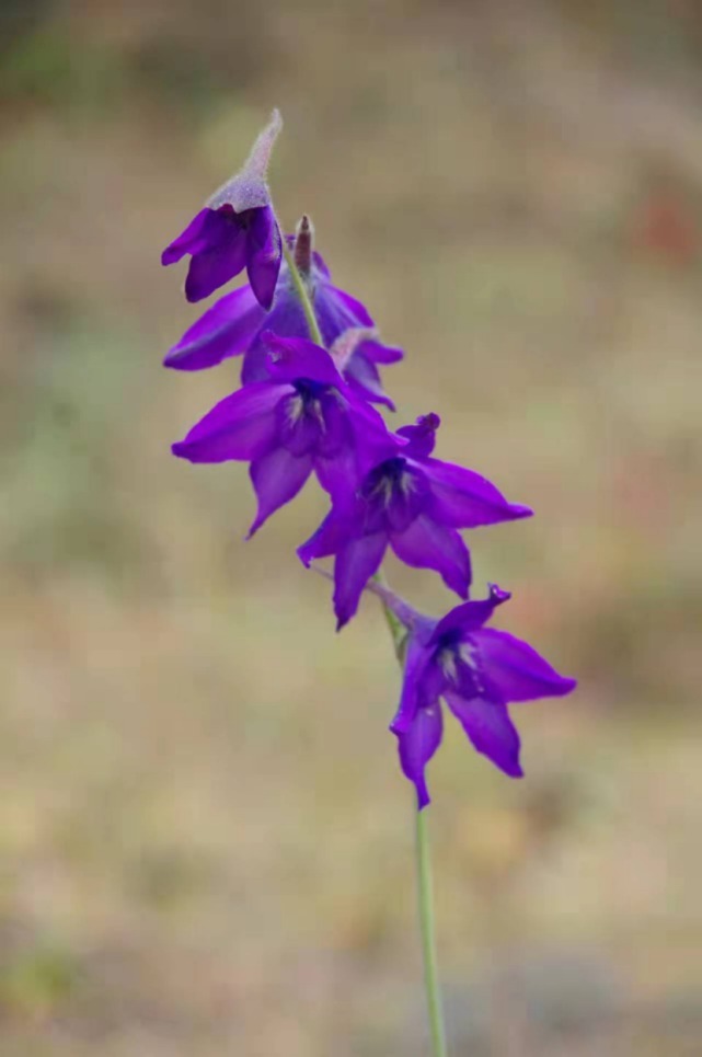 生物|杨向红镜头下的玉龙雪山奇花异草，见证了丽江生物多样性之美