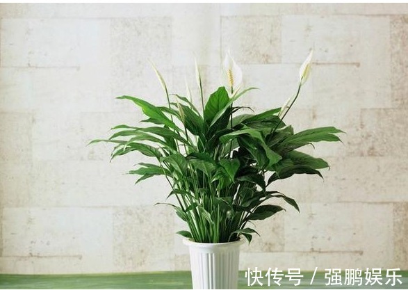 养花要先懂花,以下几种居家好养花卉,你知道它们的生长习性吗