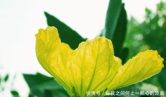 阳台上|这几种蔬菜种在阳台,好看又好吃,一年四季都不用花钱买!