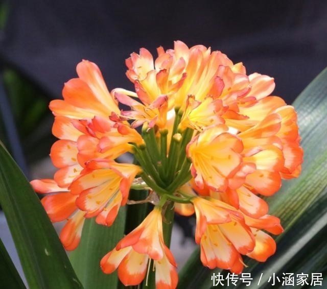 君子兰为什么会夹箭,君子兰夹箭了怎么办,别慌,我来告诉你!