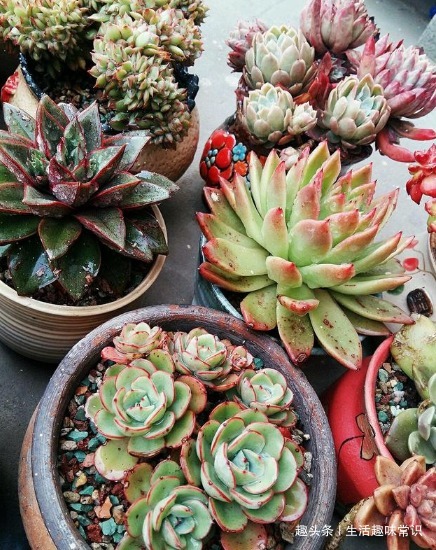 多肉颜色不好看，这样养护，色彩鲜艳，颜值爆表！