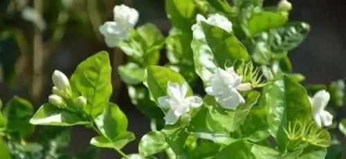 层叠群花|茉莉花有4喜，了解掌握，开出层叠群花，满屋都是花香