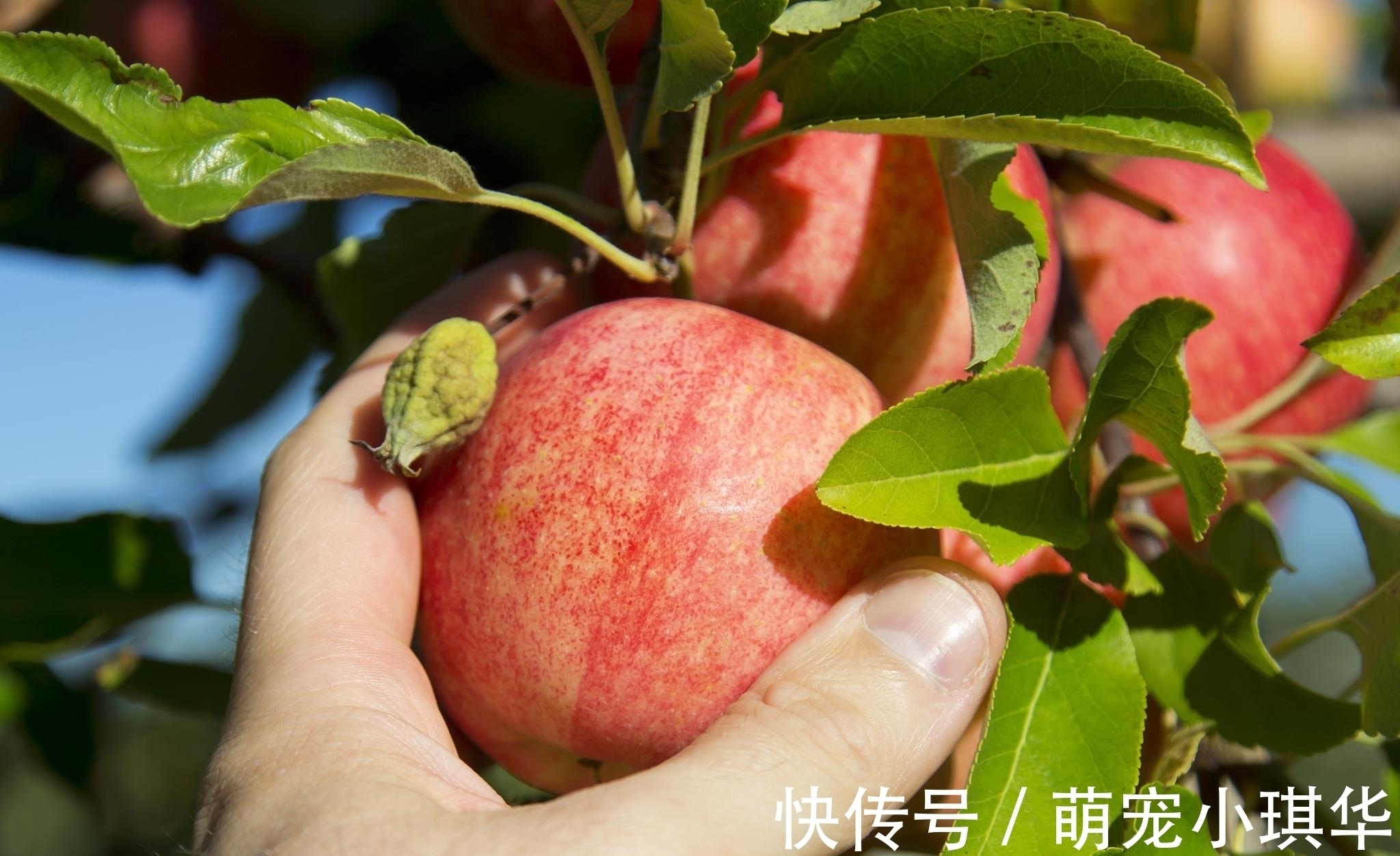 苹果|十大健康水果排行榜，第一名竟然是它，每天吃一个好处多