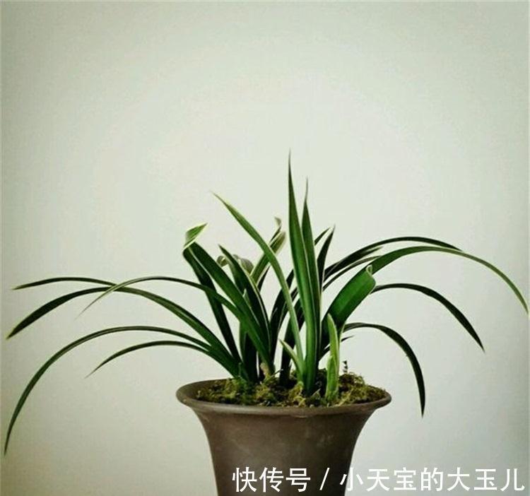 5个兰花浇水小技巧,防根腐,催根壮,简单实用,一学就会