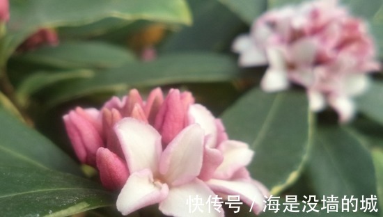 修剪|金边瑞香的养护管理事项以及它的繁殖方法！