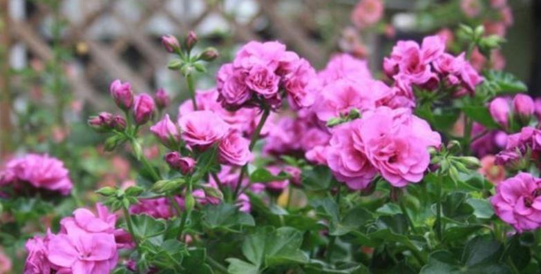 夏日|养夏日玫瑰(天竺葵),注意4点,一年四季开花,格外漂亮
