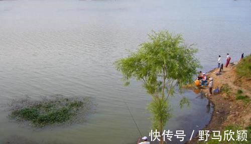 技巧|野钓大鲫鱼技巧：都是钓草洞，渔获差异巨大，原因在这里！