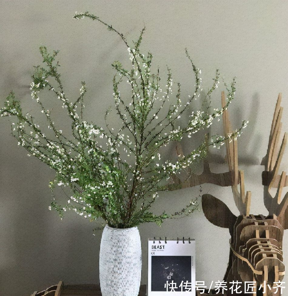 过年可以买4种“枯枝”，插到花瓶半个月，枯木逢春开满花