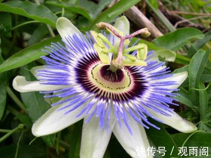 此花朝开幕落奇特无比，早上开晚上闭同开同谢，是富贵之花