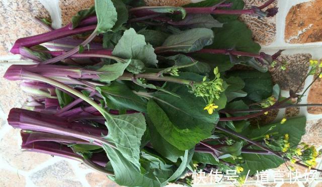 紫菜苔5种最好吃的做法,每种都简单美味,看看你喜欢吃哪种