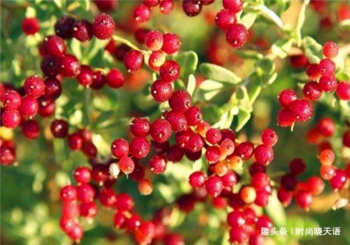 子宫|女性要美容,离不开4种食物,滋阴降火,净化血液,滋养女性子宫