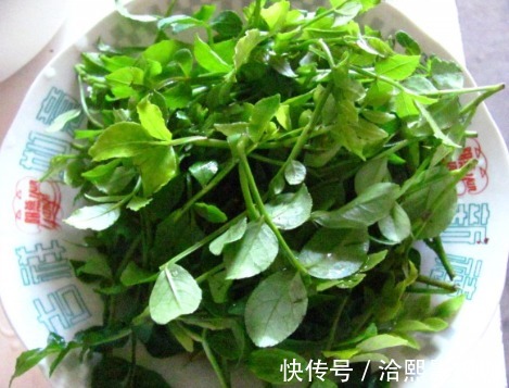 开胃|这种树叶子比嫩香椿还香,吃过的人不多,简单拌一拌,好吃又开胃