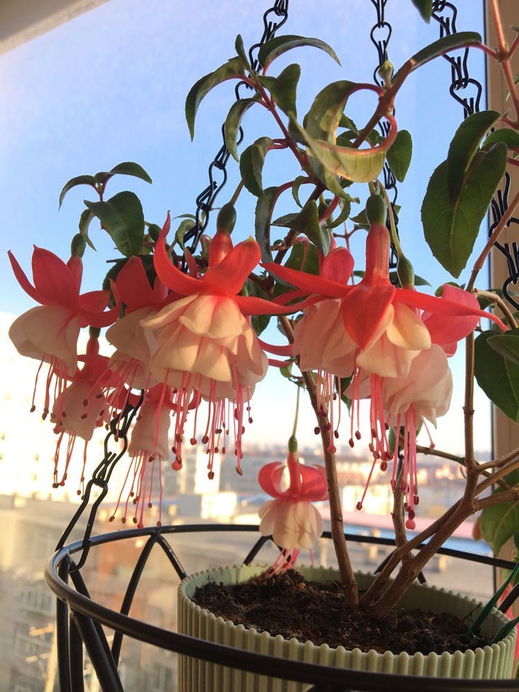 喜欢菊花，不如养盆此款花卉，似佳人起舞，婀娜多姿