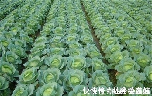 冠心病|补充此种维生素,可以预防血管钙化,改善冠心病,还预防骨质疏松