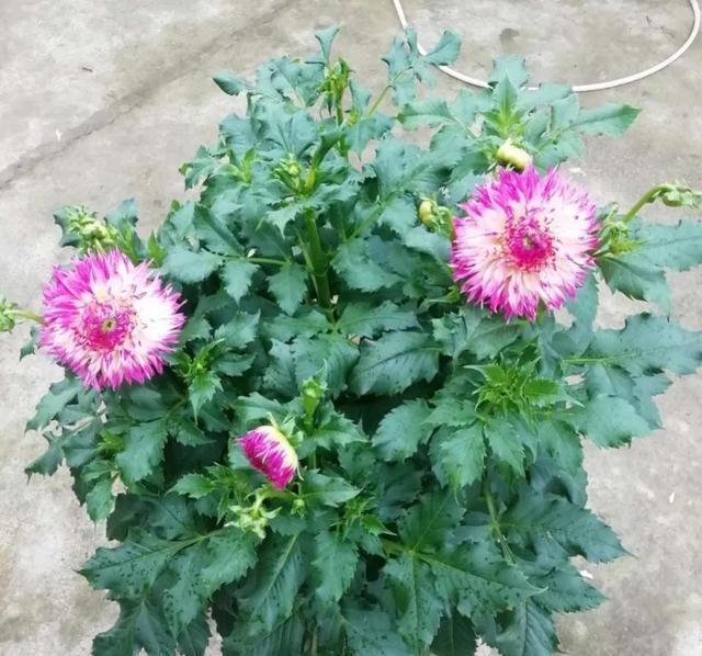 这4种花入冬就“假死”，简单处理一下，明年继续花开烂漫