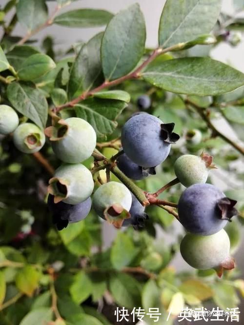 落花落蕾|7种花冬天要“春化”,必须冻满1个月,不然落花落蕾不开花!