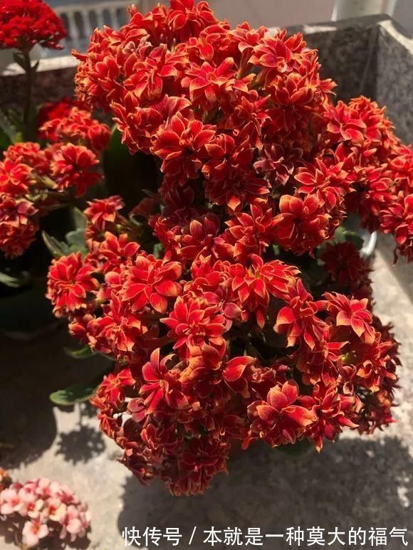 5种花夏天要管住手,浇多了就烂根,越浇花越死