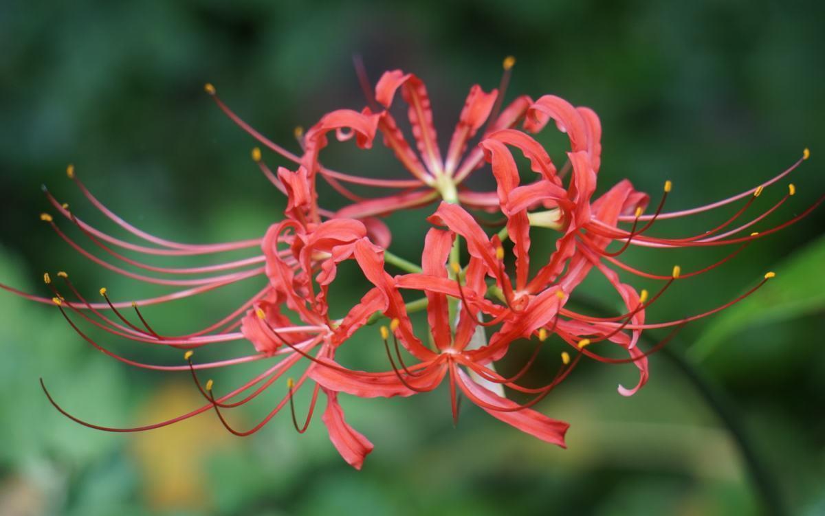 花朵|5种花都说不吉利，我却养了一大盆，每年开花都美翻了