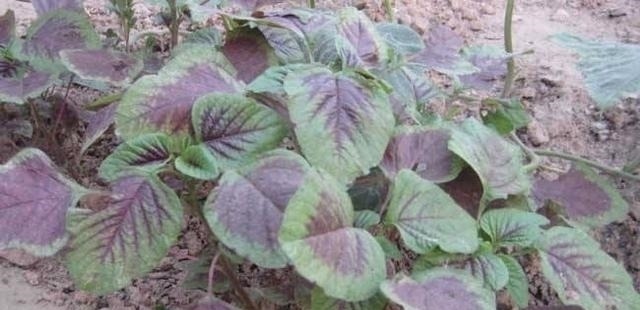 匍匐茎|隐藏在我们身边的美味:农村遍地都是的野菜!