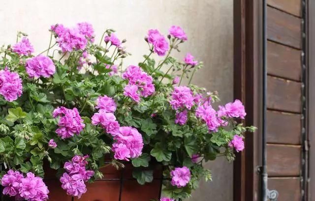花盆|家庭养花的知识与技巧,你掌握了吗?