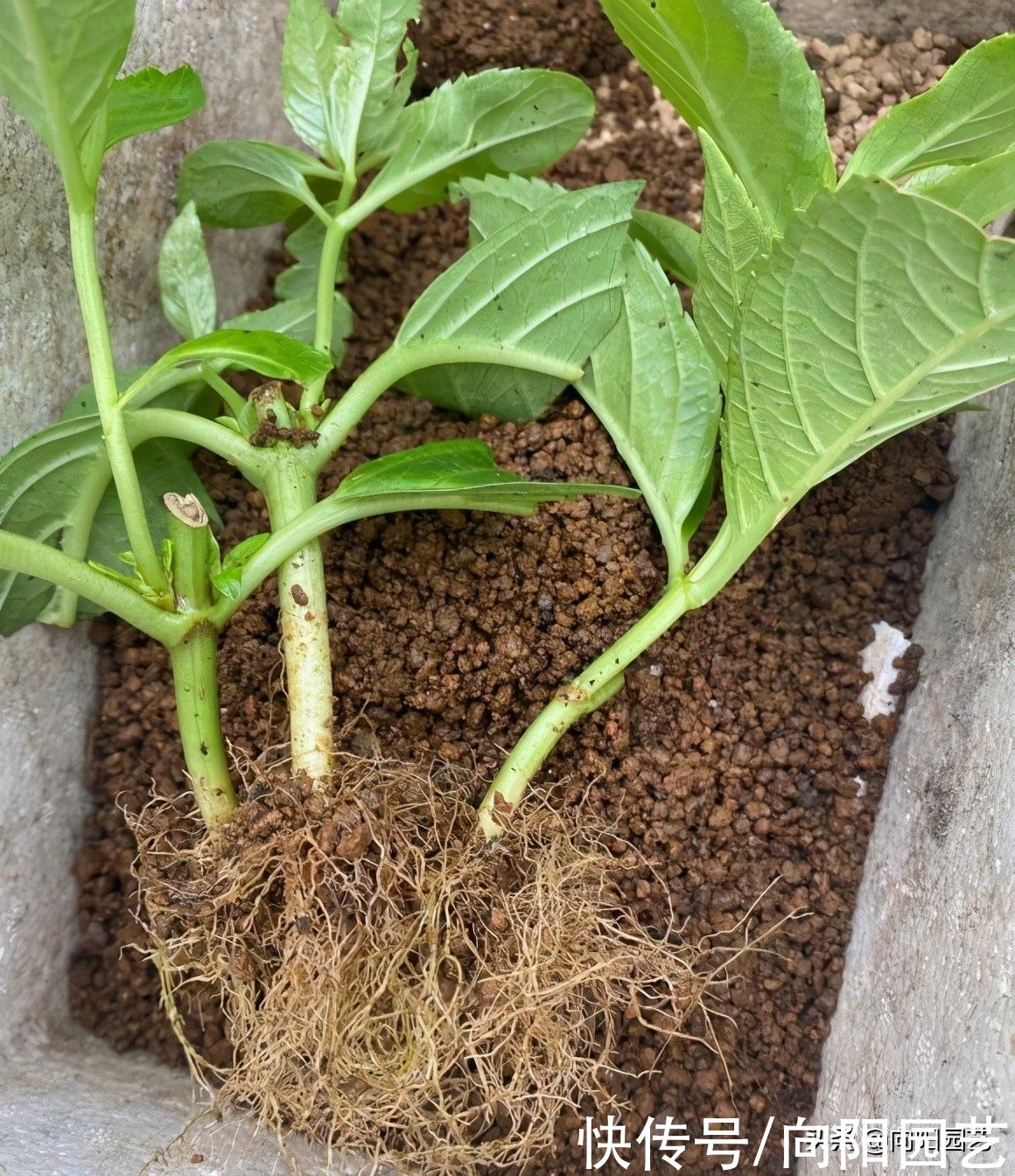 绣球花|立秋过后，绣球花可以扦插了，剪下几段枝条，插到土里就发芽