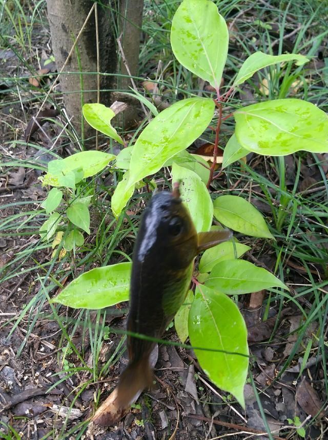 浮漂|野钓小技巧浮漂做一个小改动,惊鱼几率大降