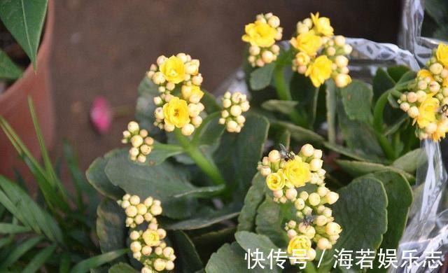 水仙花|长寿花“长寿”，这几点不注意，照样掉叶子整棵死翘翘