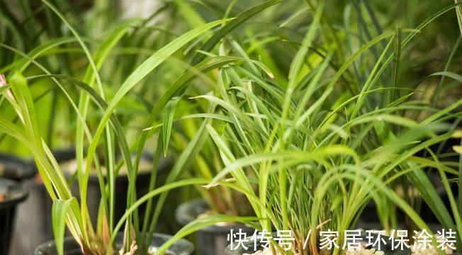 花卉|养兰花和君子兰,植料中掺粗沙子好还是细沙子好,效果大不相同