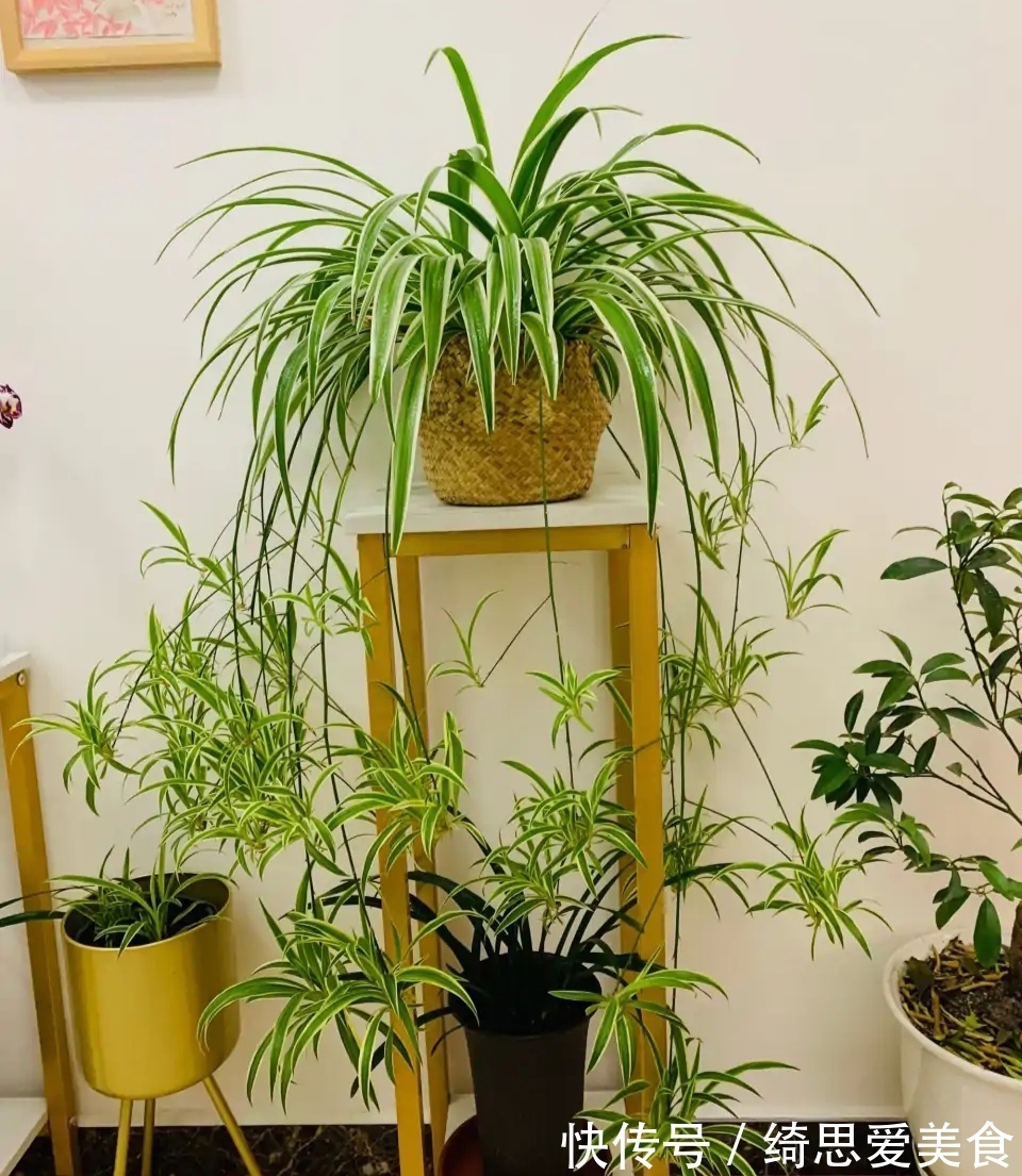 客厅想养“健康花”,建议从这12种里面选,不仅养人,还大气吉祥