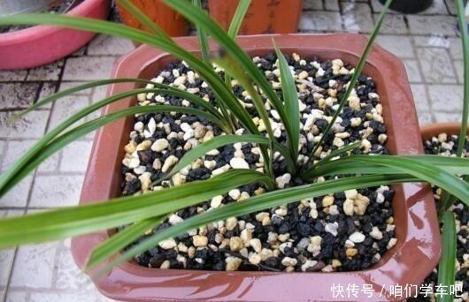 花生壳|家庭养兰花,土壤巧“处理”,不空根,新芽长满盆,养成高品兰!