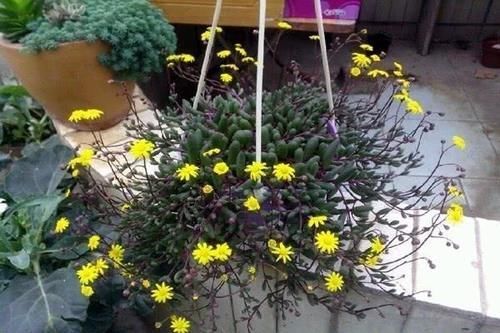 紫色|紫色系多肉中的“小强”,皮实好养开花能力强,紫红的状态真漂亮