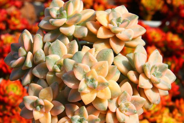 多肉“黑名单”,一定要看一看,去花店别买这些,买了白花钱