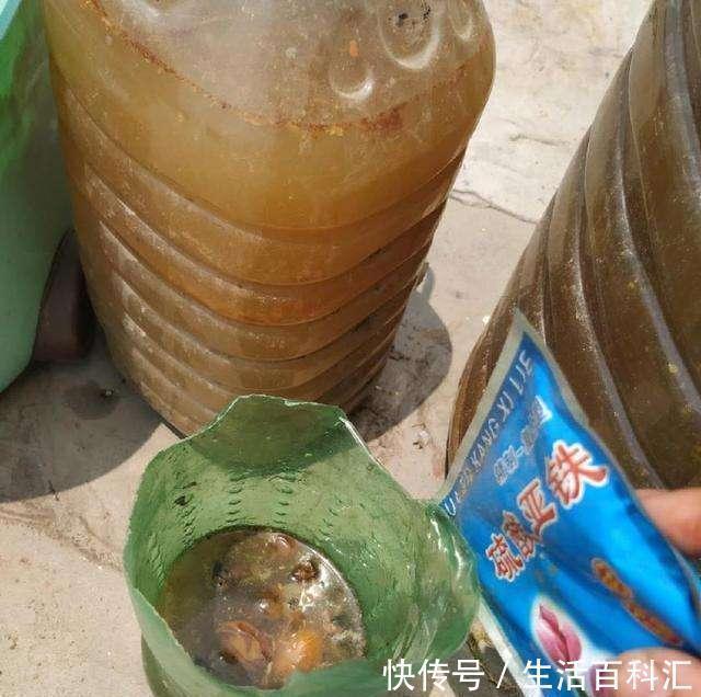 养分|羊粪养花好?3个害处不知道,越养越心烦,还很容易养死