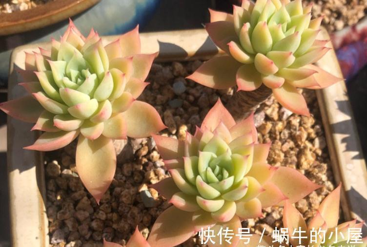 不想等到春暖花开?那10月快给多肉换盆吧!再不换天气可就真冷了