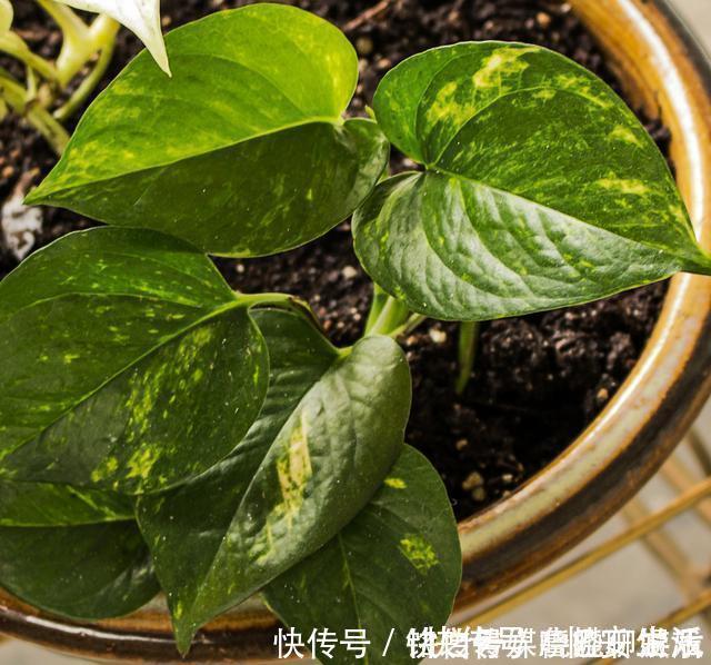 凉开水|用自来水、雨水、桶装水和凉开水养花的差别，哪种水养花最好呢