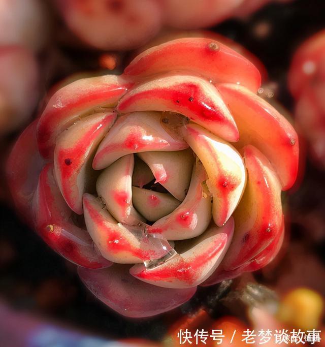 不要嫌弃奶油黄桃状态不好,接下来把5点做好,爆盆,上色不用愁