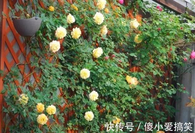 花园|3平米小阳台，也能变花园，有露台、阳台的千万别浪费！