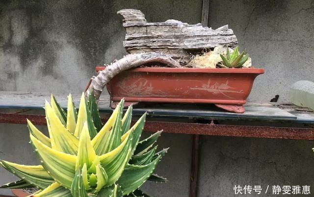 10年芦荟老桩,做成盆景超级好看,观赏价值特别高