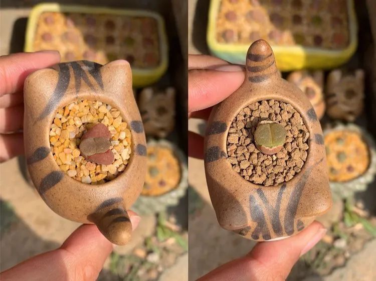 半年时间,多肉从3盆发展到600盆,入坑切莫太心急!