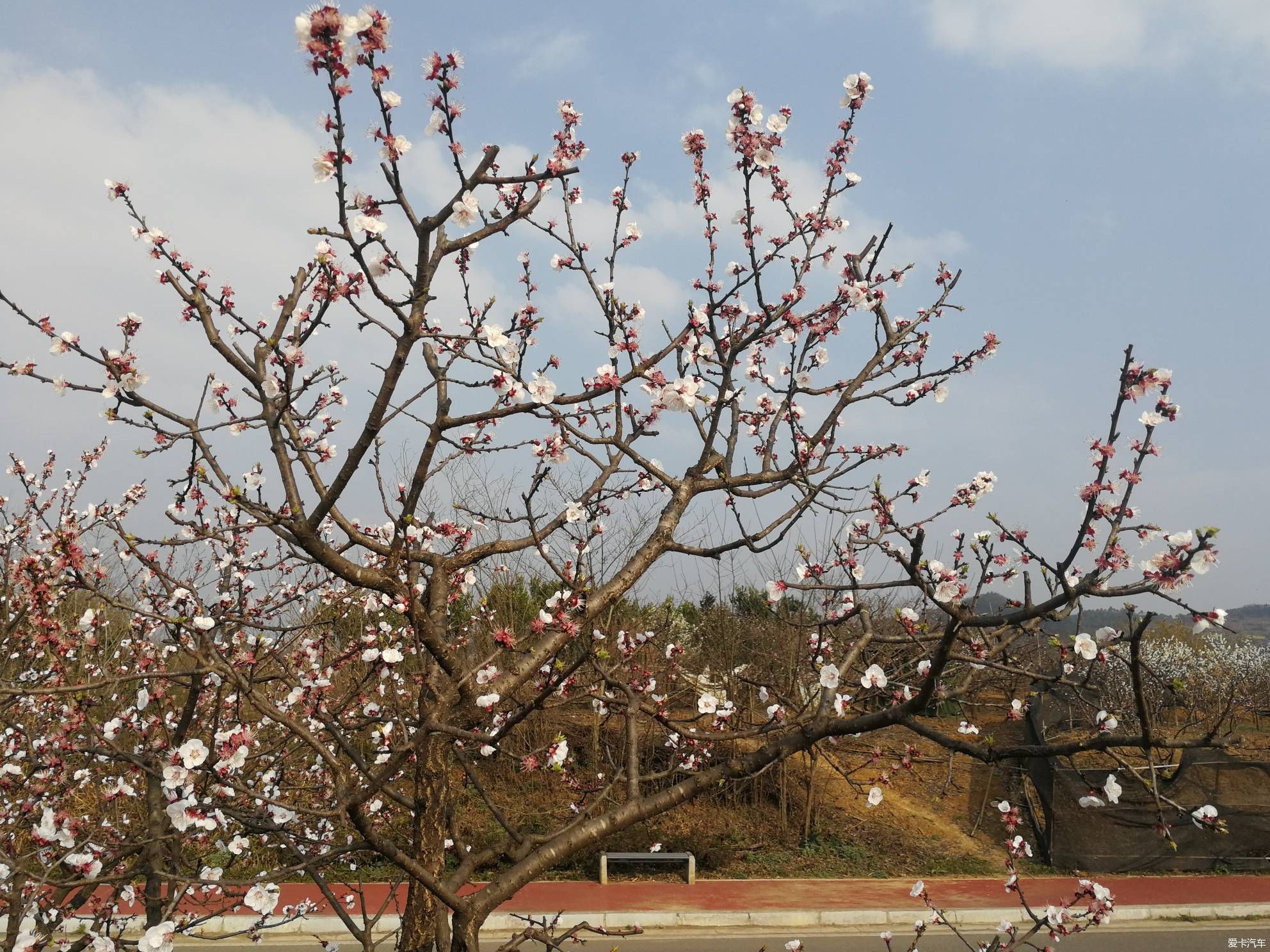 不负春光，乡村赏花