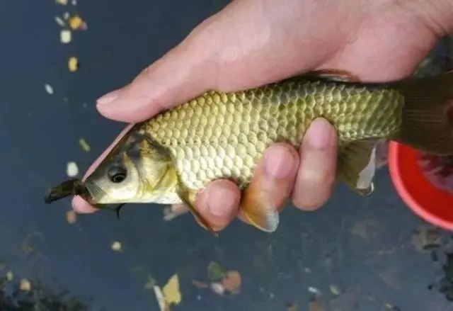 冬钓打窝妙法,注意这三个细节,新手都能轻松爆护