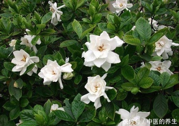 要点|养栀子花,记住4个要点,叶子绿,开花多,旺盛增1倍!