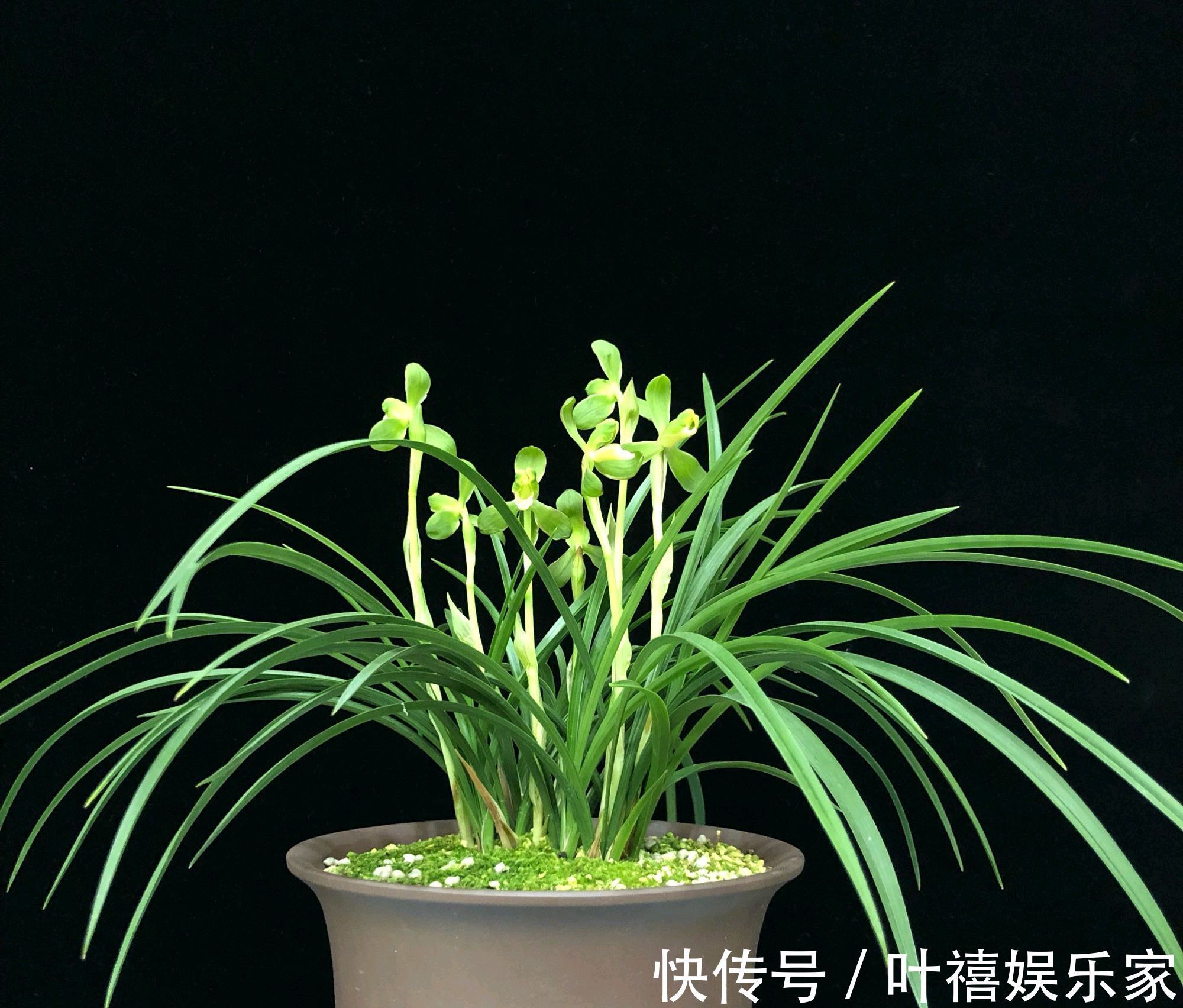 兰花焦尖的6大原因,搞清楚了好对症下药,兰花焦尖不用怕