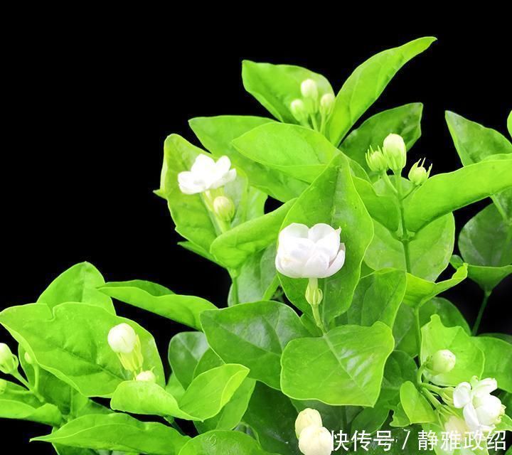 叶片|快扔掉家中发财树,真正好看还能净化空气的是这几种,高级又漂亮