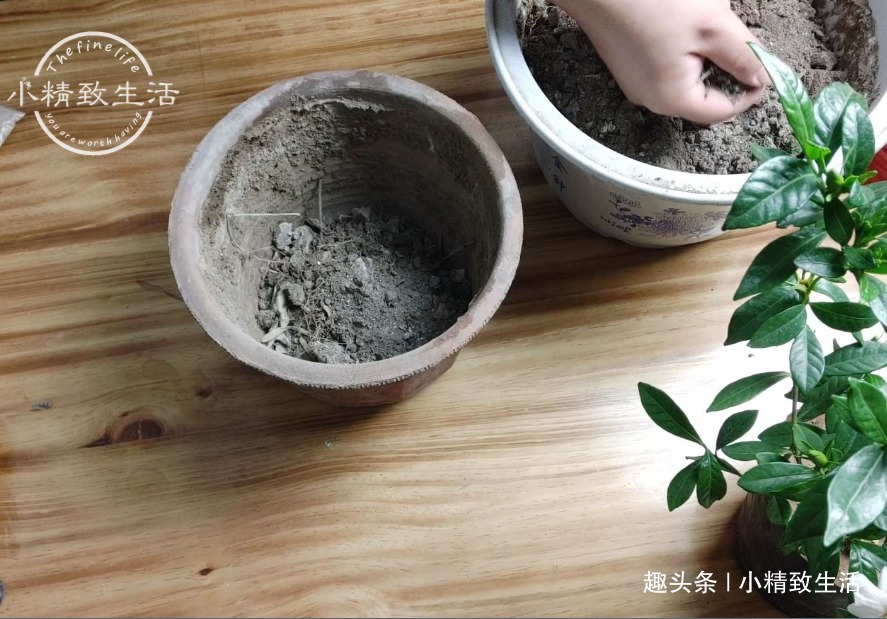 栀子花买回家，上盆分6个步骤，用9张图说明，完整明了