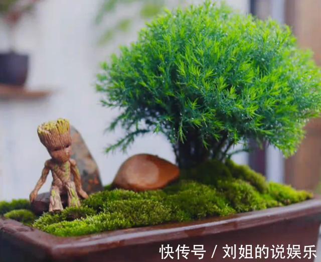 没人要的花，变身百元不换的盆景，简单三步搞定