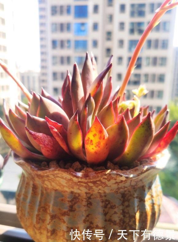 春天的肉肉怎么浇水?分2种情况,多浇水,有利于安全度夏