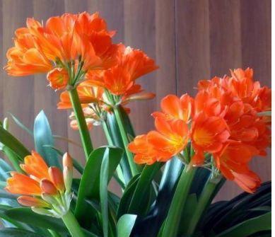 鹅掌柴鹅掌柴|4种花适合养家里,好养漂亮,清新养眼,越来越多人在养